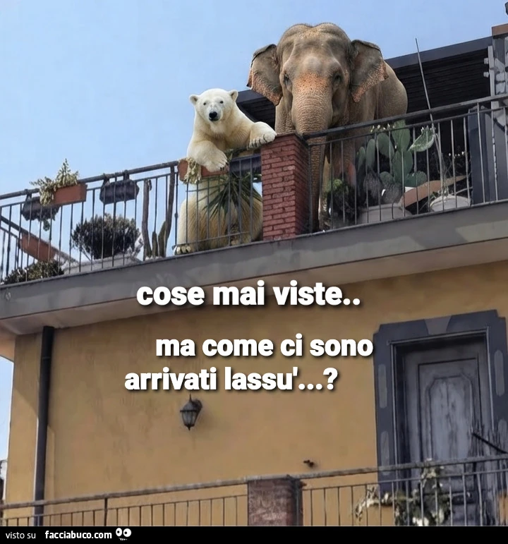 Cose mai viste