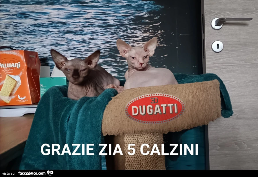 Vaccata