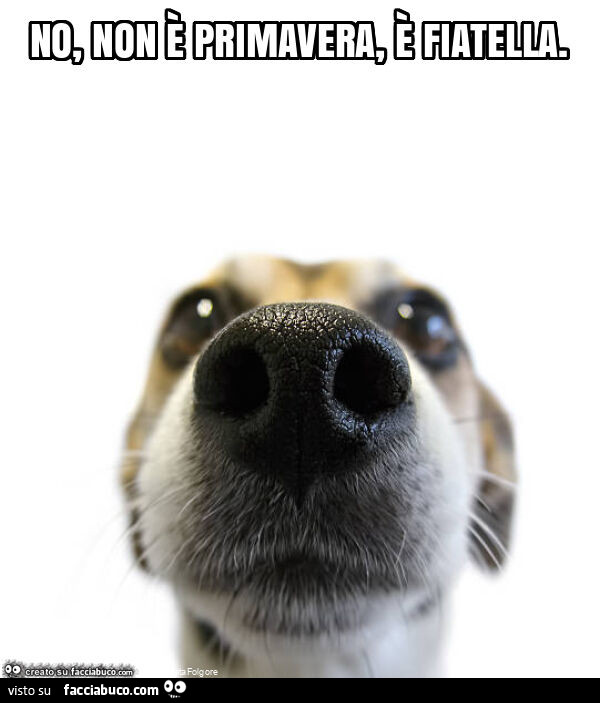 No, non è primavera, è fiatella