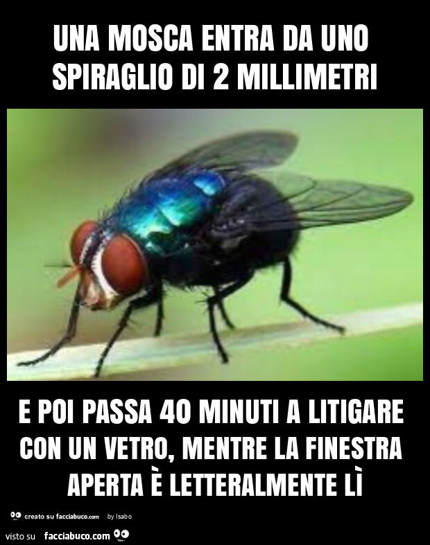 Una mosca entra da uno spiraglio di 2 millimetri e poi passa 40 minuti a litigare con un vetro, mentre la finestra aperta รจ letteralmente lรฌ
