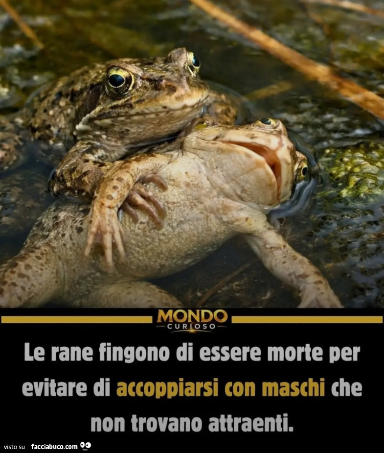 Le rane fingono di essere morte per evitare di accoppiarsi con maschi che non trovano attraenti