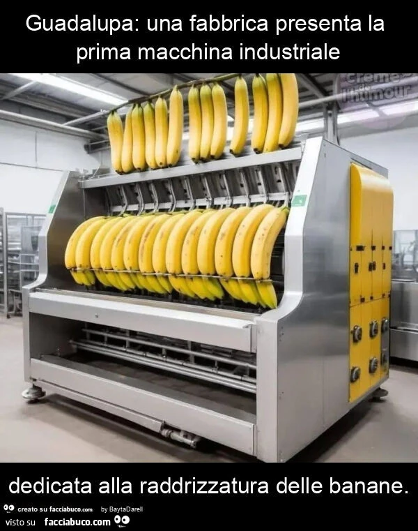 Guadalupa: una fabbrica presenta la prima macchina industriale dedicata alla raddrizzatura delle banane