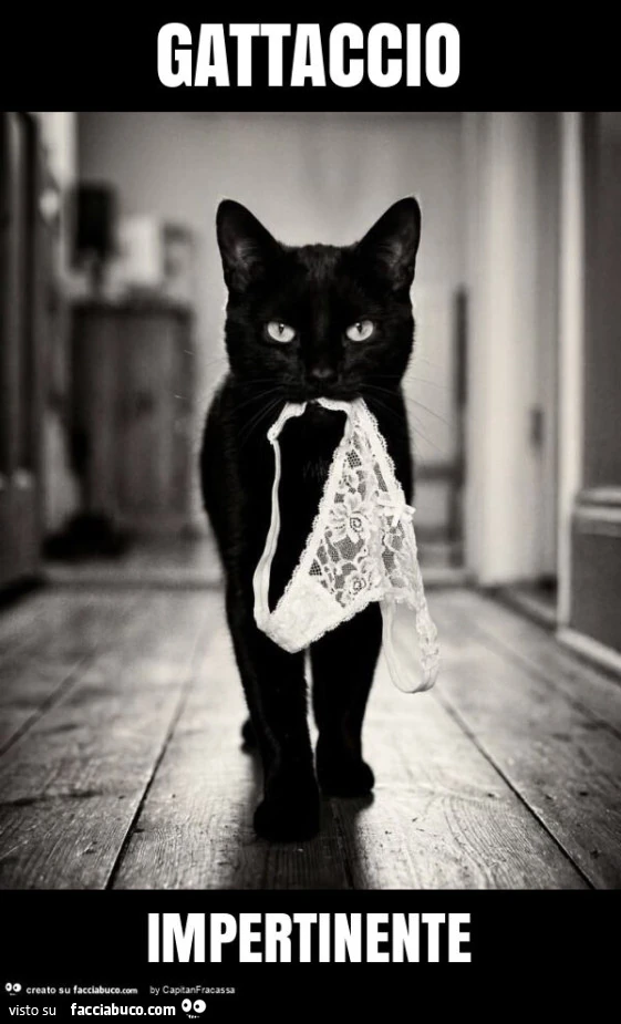 Gattaccio impertinente
