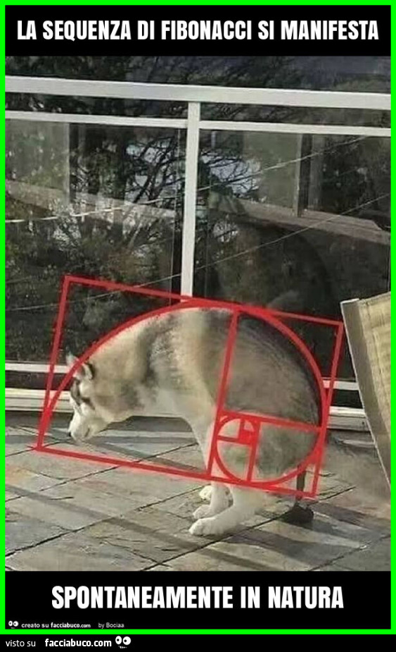La sequenza di fibonacci si manifesta spontaneamente in natura