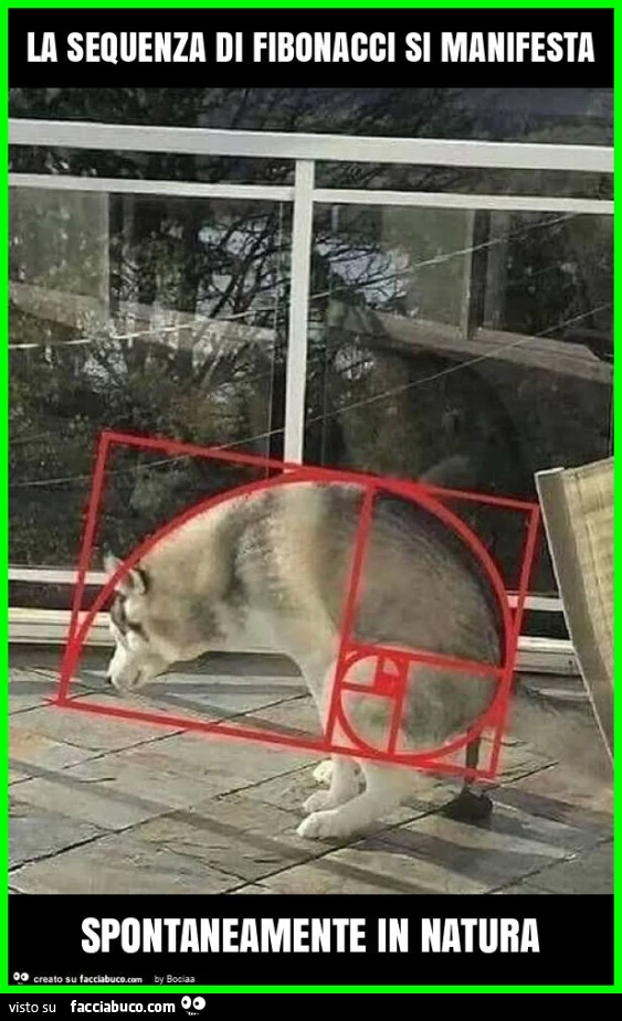 La sequenza di fibonacci si manifesta spontaneamente in natura