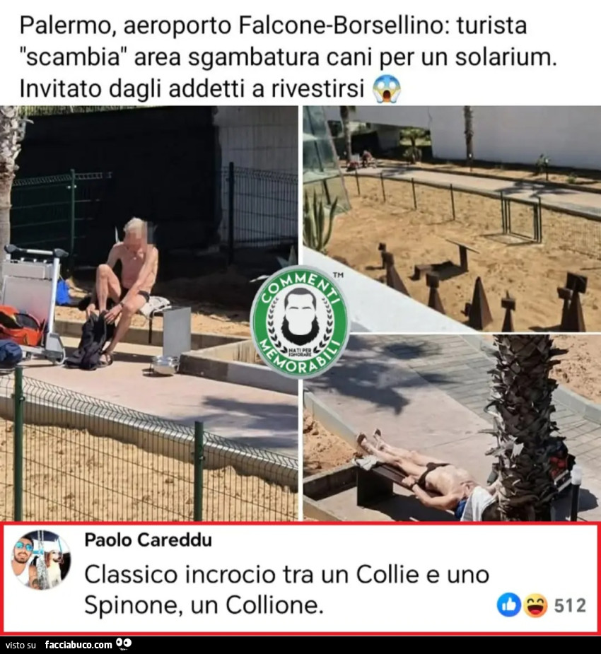 Palermo aeroporto falcone borsellino turista scambia area sgambatura cani per un solarium invitato dagli addetti a rivestirsi classico incrocio tra un collie e uno spinone un collione