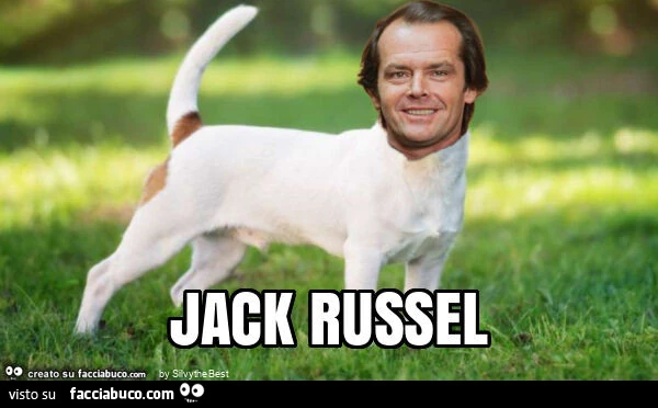 Jack russel