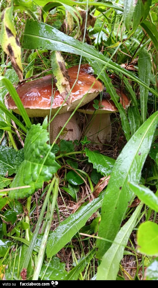 Vaccata