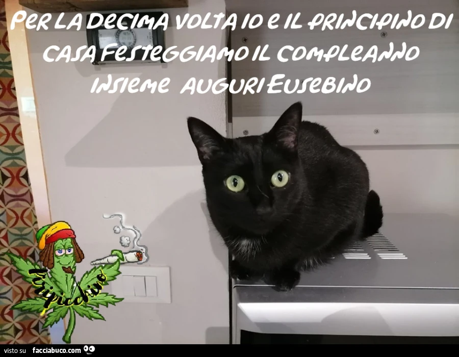 Vaccata