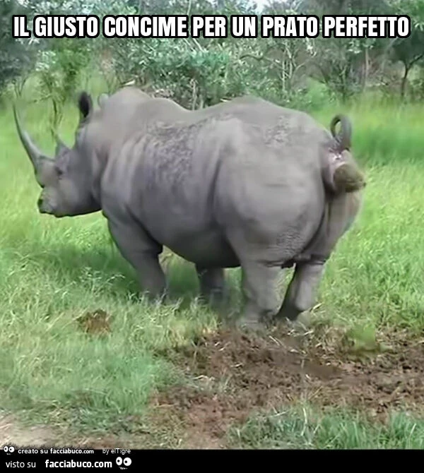 Il giusto concime per un prato perfetto