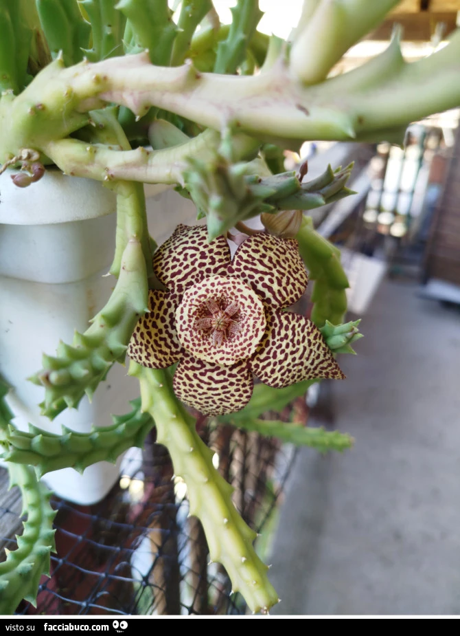 Vaccata