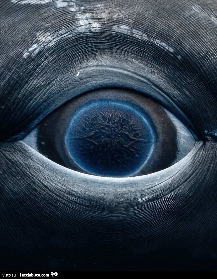 Rachel Moore esplora i fondali oceanici alla ricerca di creature marine da immortalare