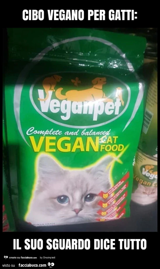 Cibo vegano per gatti: il suo sguardo dice tutto