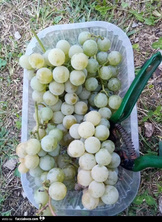 Vaccata