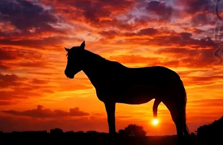 Il cavallo al tramonto