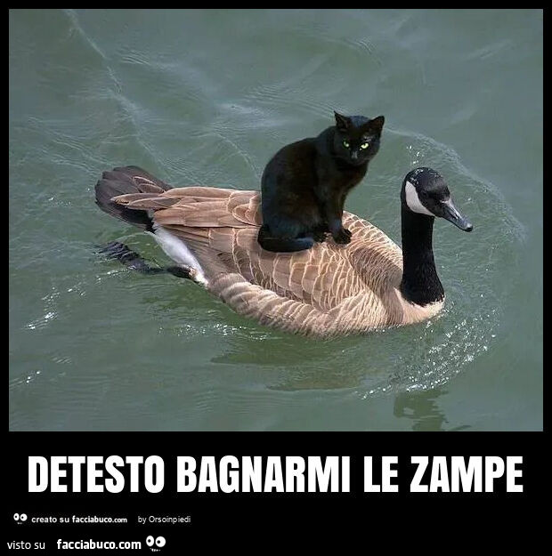 Detesto bagnarmi le zampe