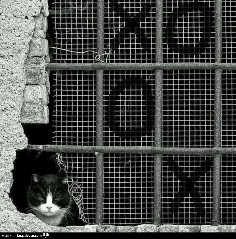 Fotografia gatto gioco tris su rete metallica