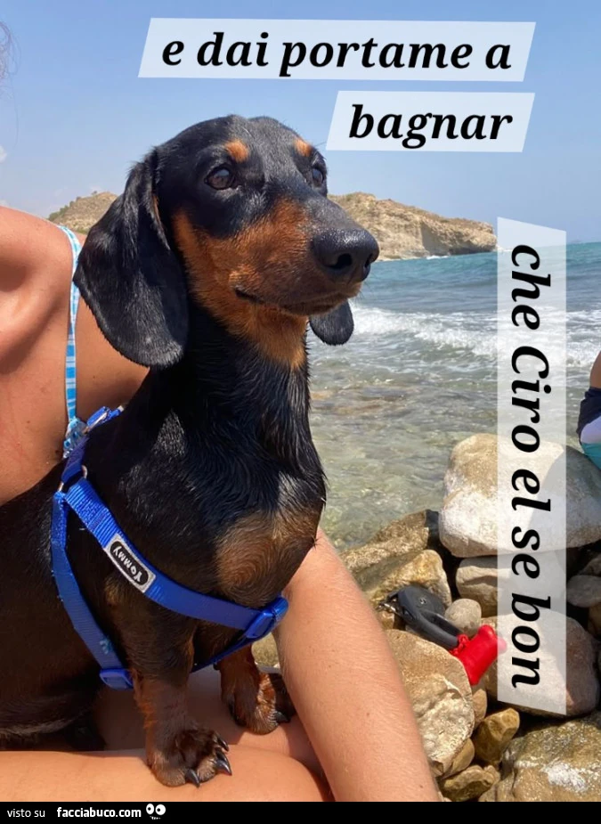 Vaccata