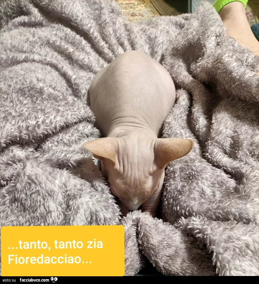Vaccata