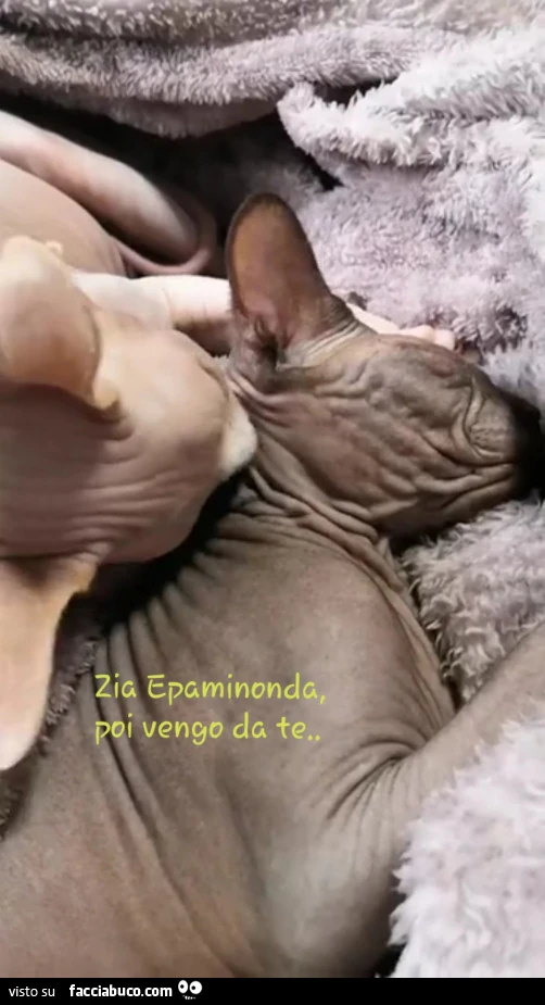 Vaccata