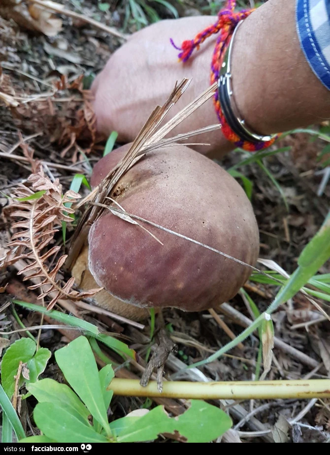 Vaccata