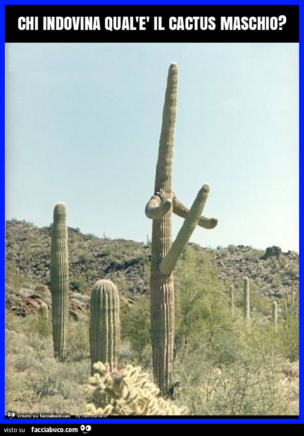 Chi indovina qual'è il cactus maschio?