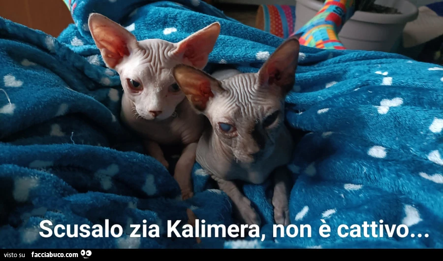 Vaccata