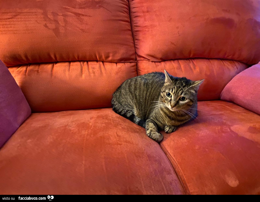 Gatta sul divano