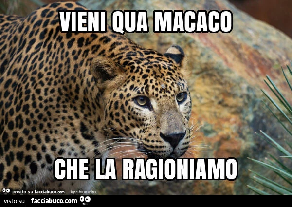 Vaccata