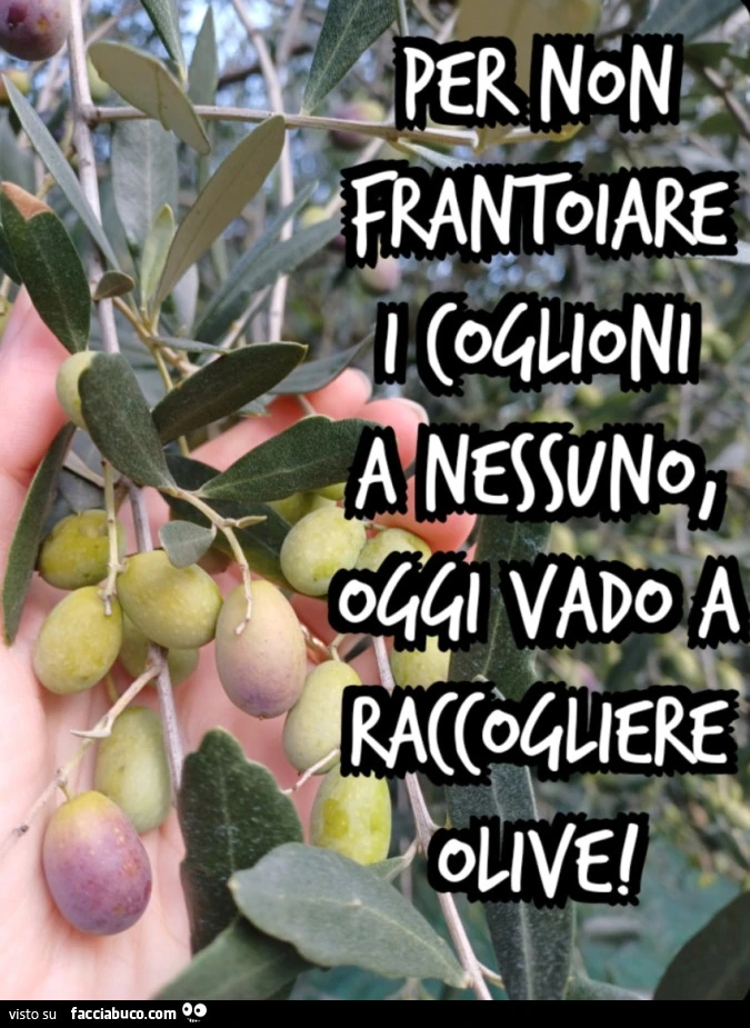 Per non frantoiare i coglioni a nessuno, oggi vado a raccogliere olive