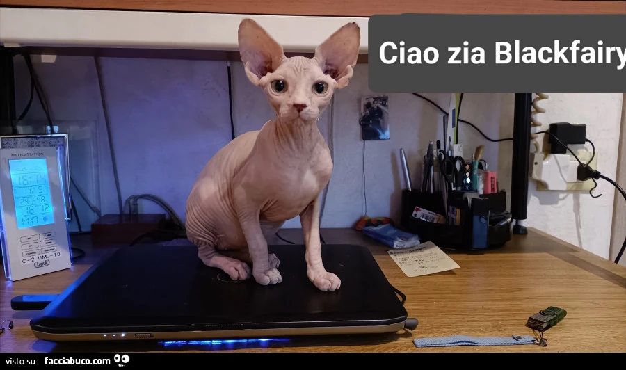 Vaccata