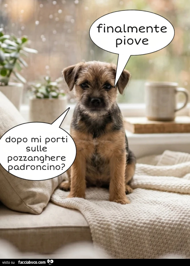 Cane