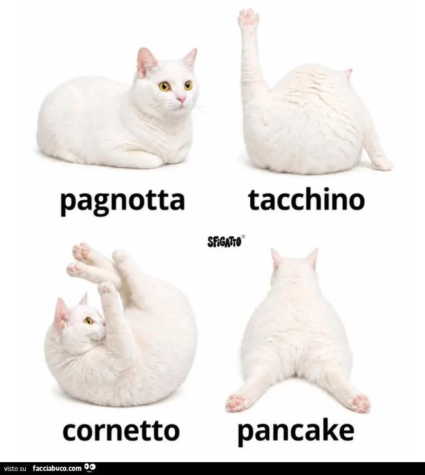 Vaccata