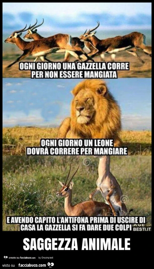 Saggezza animale
