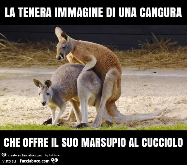 La tenera immagine di una cangura che offre il suo marsupio al cucciolo