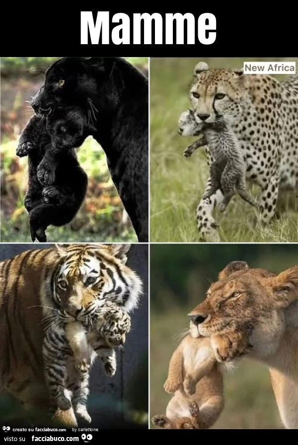 Mamme