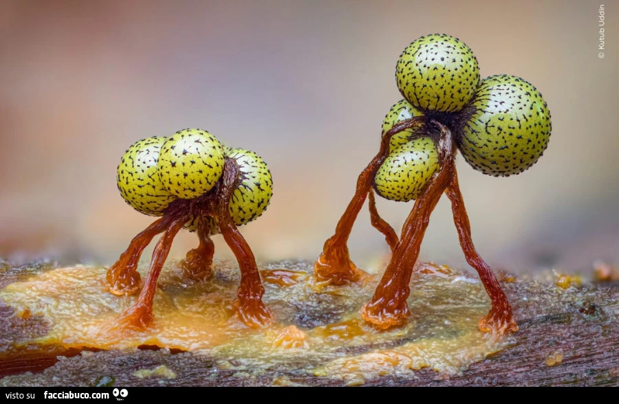 MIXOMICETI