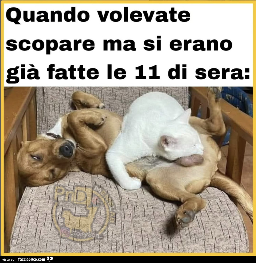 Vaccata