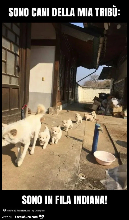 Sono cani della mia tribù: sono in fila indiana