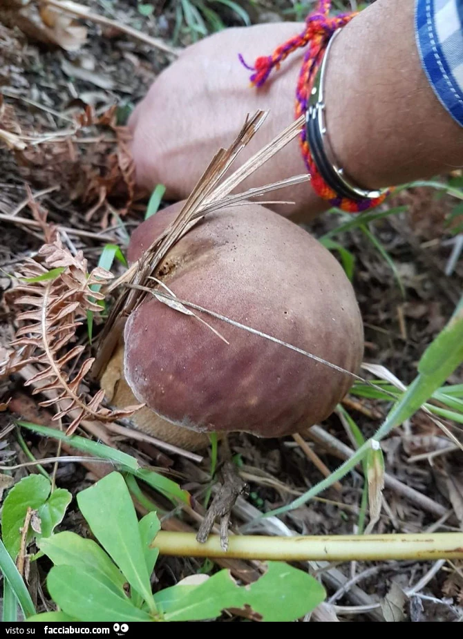 Vaccata