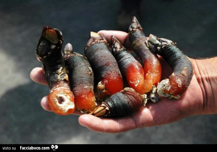 Vaccata