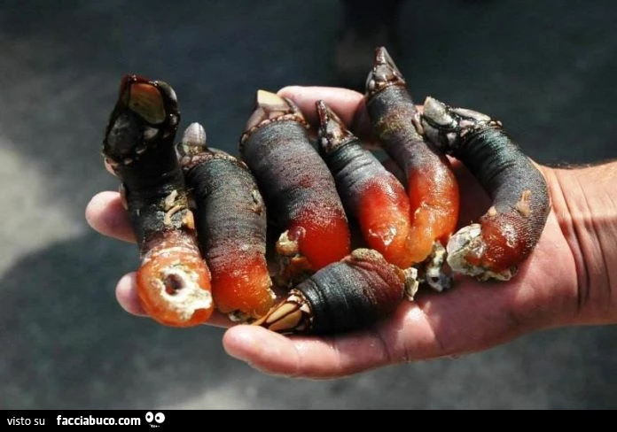 Vaccata