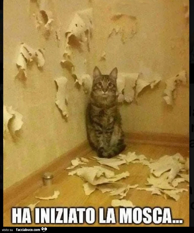 Vaccata