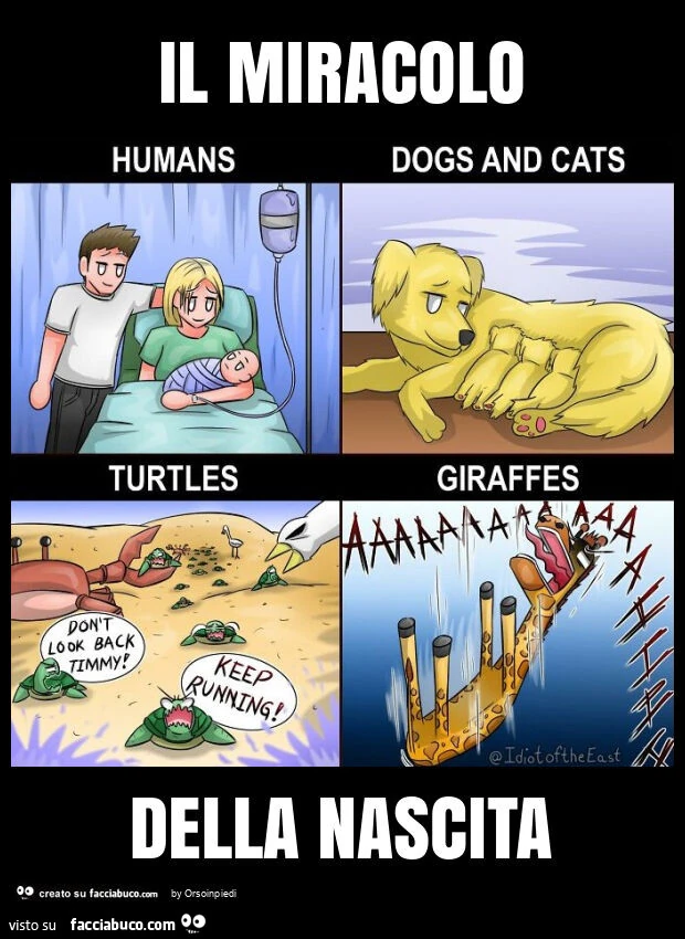 Il miracolo della nascita