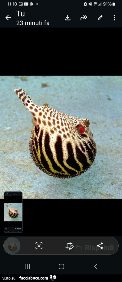 Vaccata