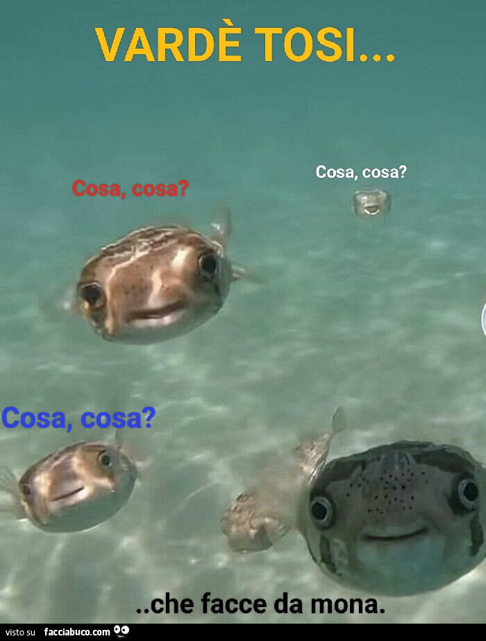 Vaccata