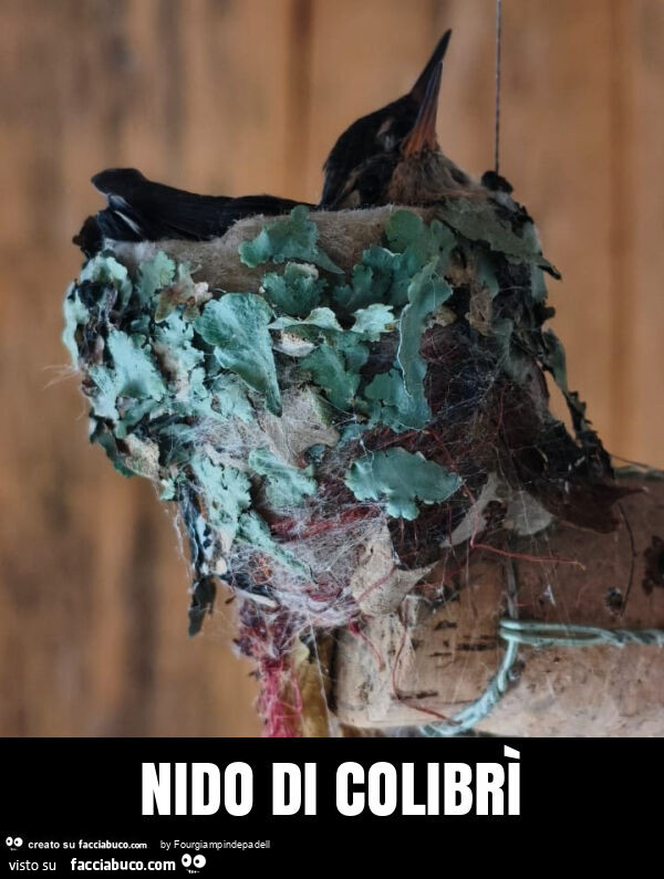 Nido di colibrì