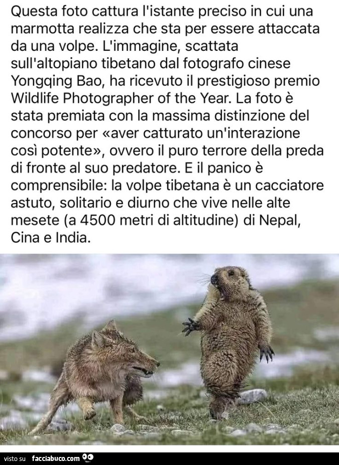 Vaccata