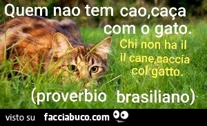 Gatto