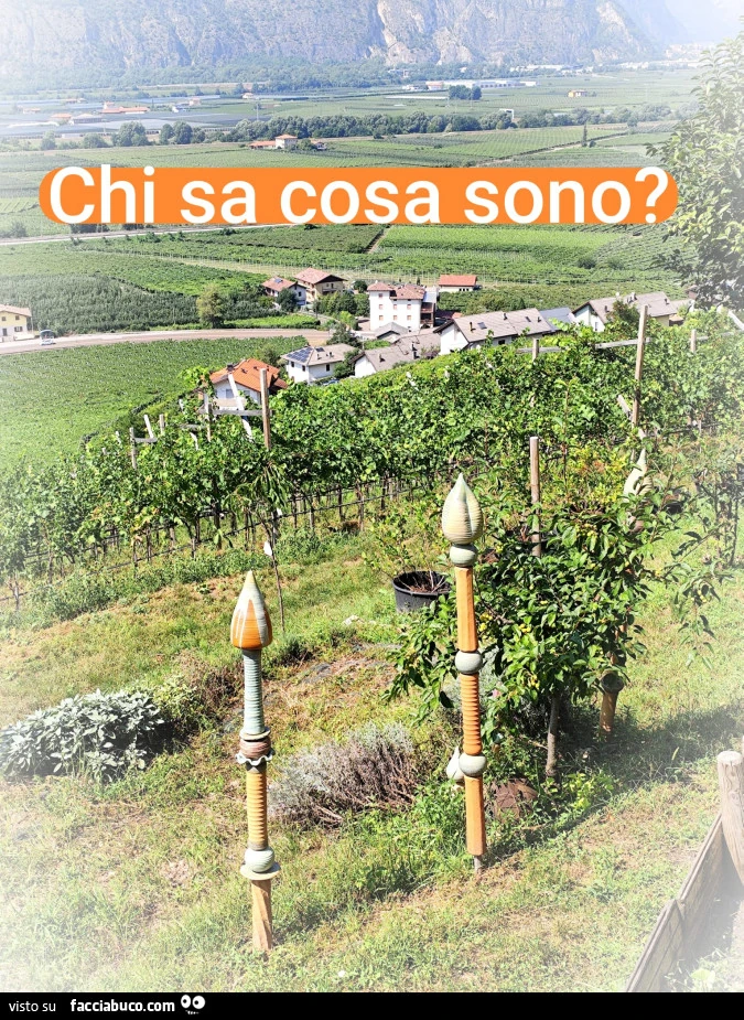 Vaccata